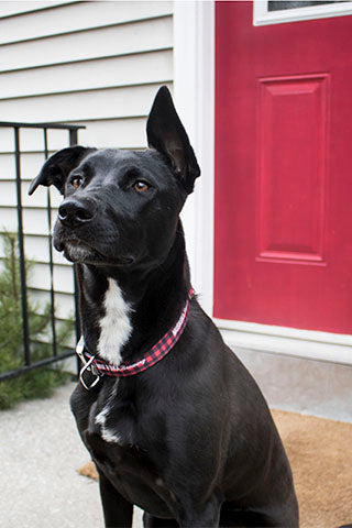 Dog Collar w/ Bottle Opener